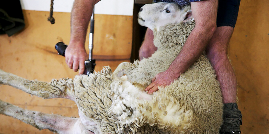 Animal-Husbandry