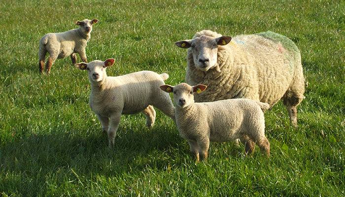 Lambing Essentials