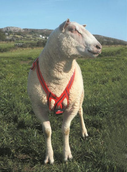 Matingmark Deluxe Ram Harness